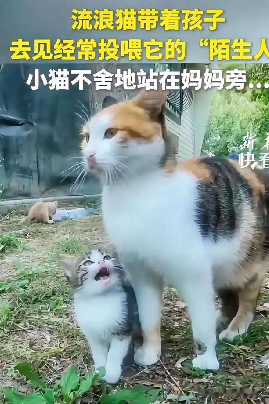 暖心！流浪猫妈妈携带猫崽见“恩人”，小猫依偎身旁满是依赖！一只流浪的三花猫妈