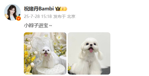 祝绪丹给小狗扎辫子祝绪丹小狗双马尾扎了小辫子的进宝，好乖好可爱哦！​​​