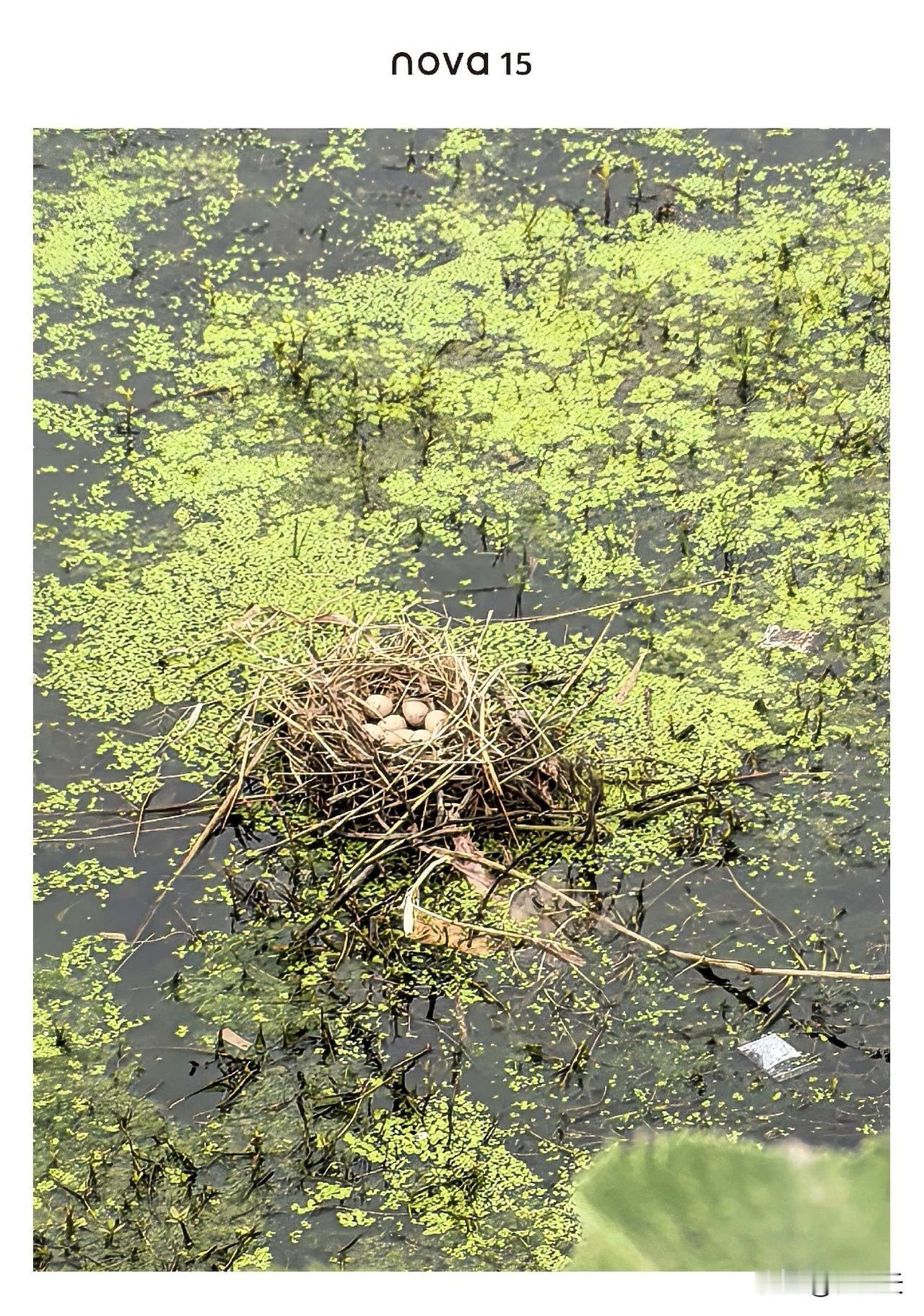 村里一大爷去世了，全村人最关心的是那个抱养来大儿子哭的痛不痛。大爷两口子结婚