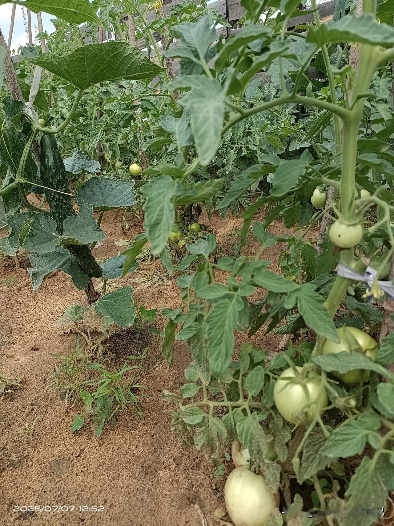 孩子二年级想提高语文成绩，“多读、多写、多练”是真理。多读课外书籍很重要，能让孩