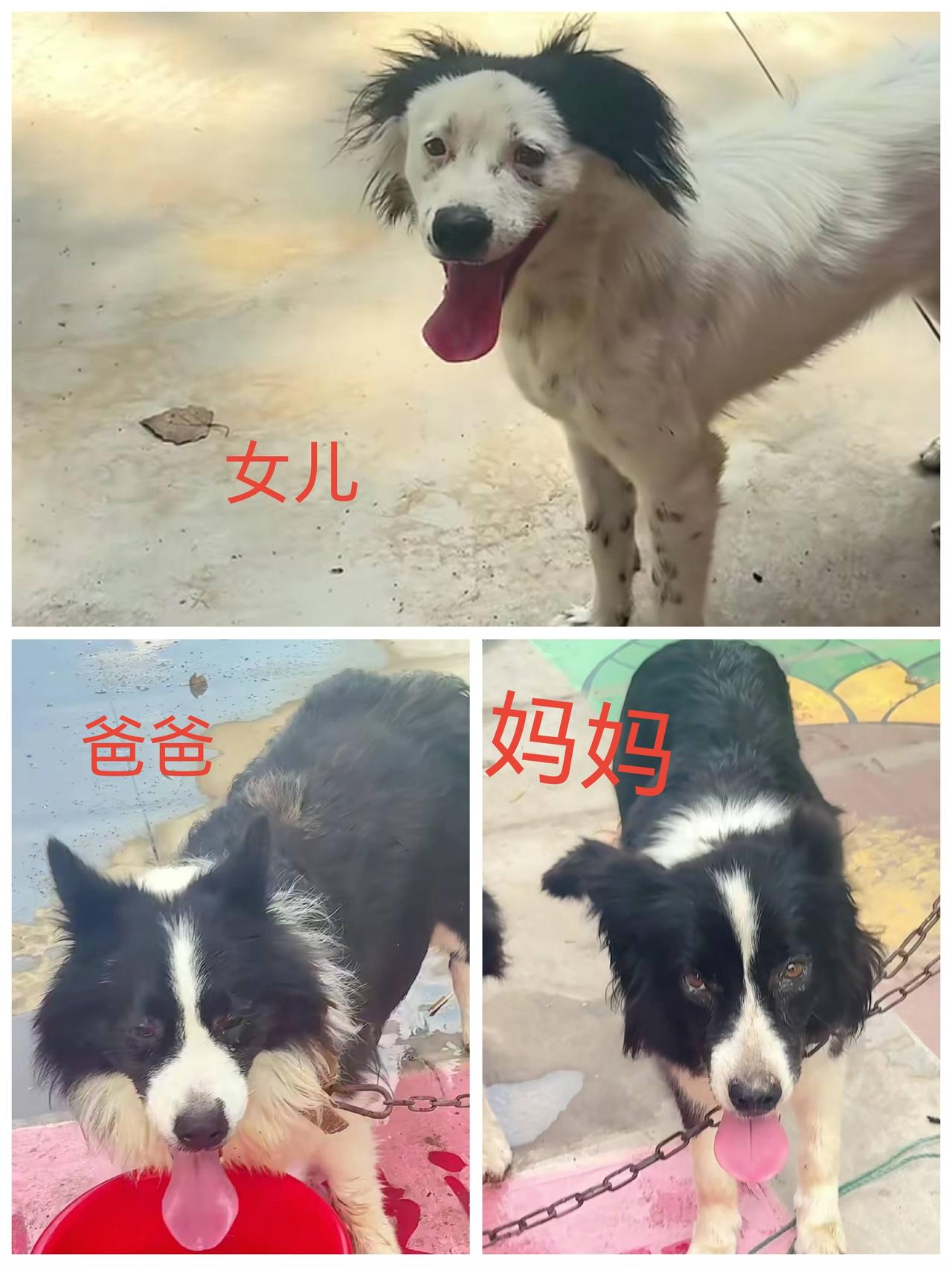 长相最“潦草”的丑萌边牧狗狗花花被从70岁的孙大爷手里买走了，开始是以800元的