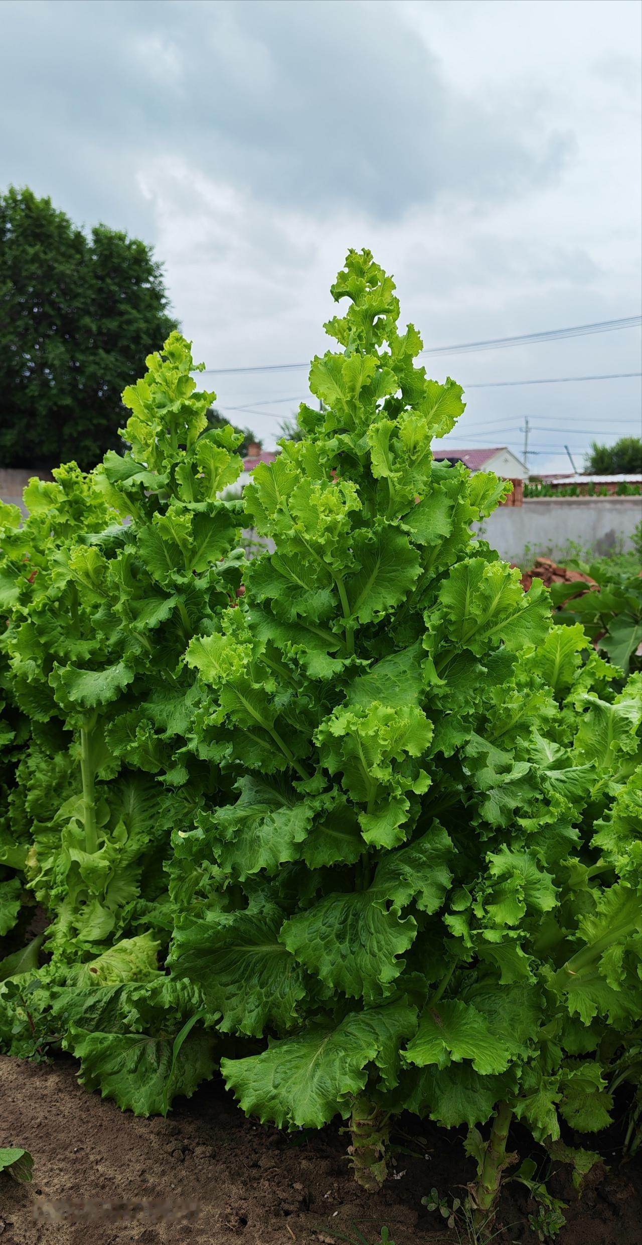 听说有个人拍生菜火了，因为大家都觉得她拍的生菜像圣诞树！这很奇怪吗？家家的生菜大