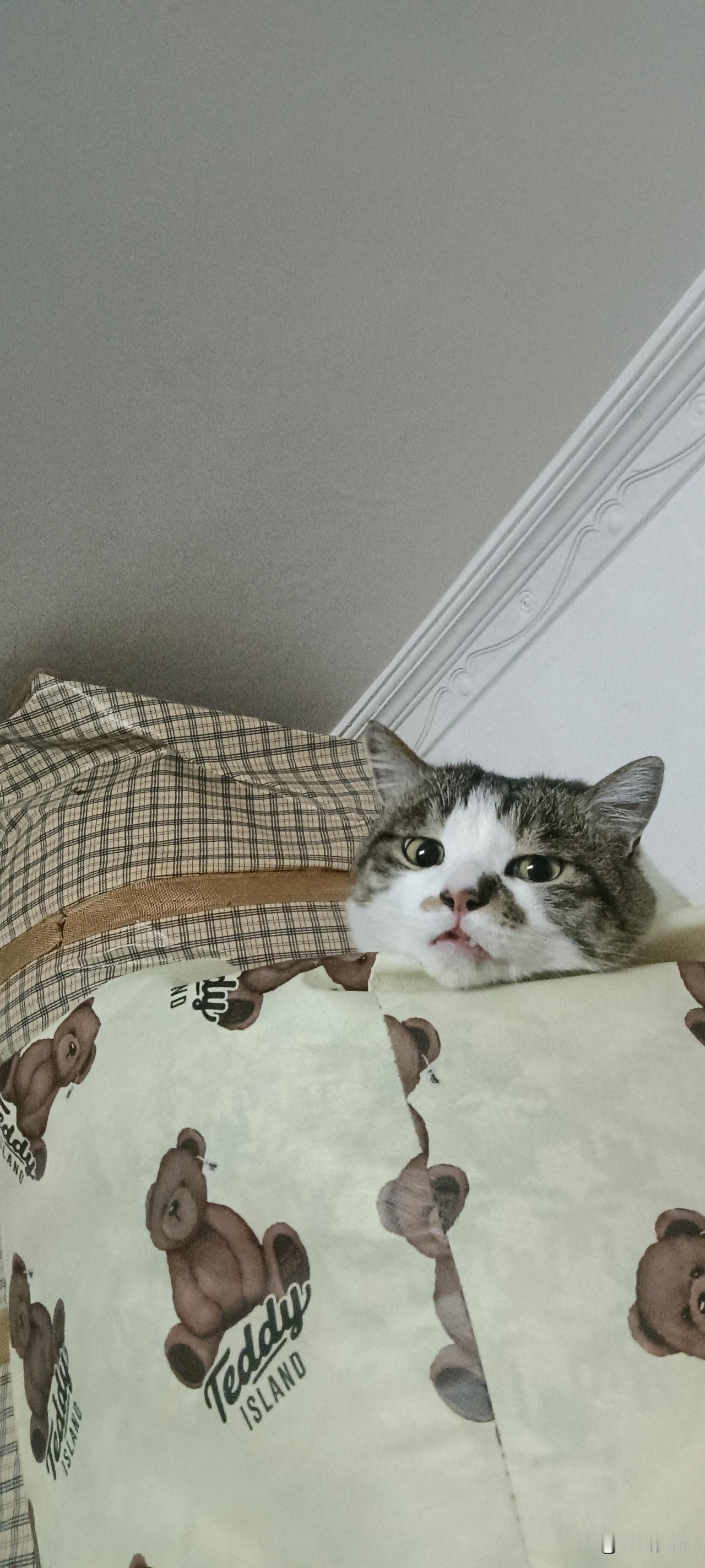 衣柜顶的小脑袋谁懂啊！刚抬头就撞见我家猫在衣柜顶“查房”，半张脸埋在被子上