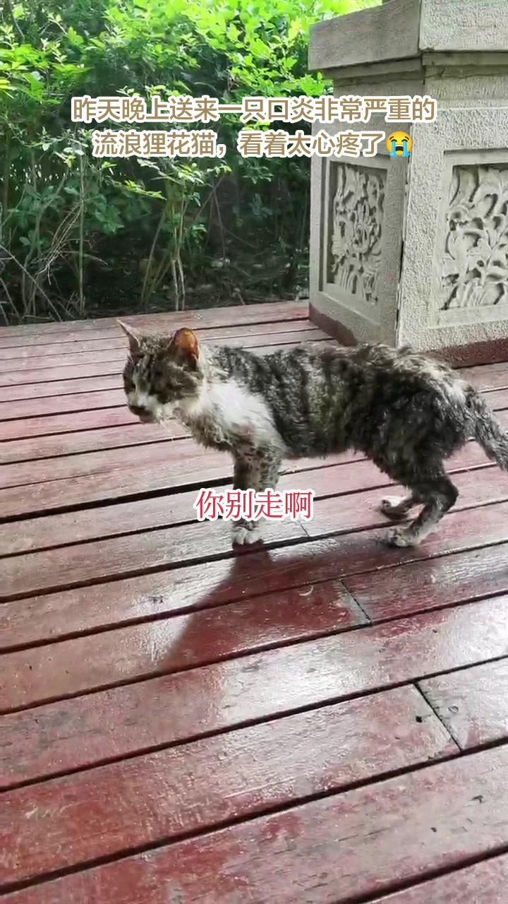 刚看到一只口炎流浪猫，又脏又瘦，看着真让人心疼。它好像很难受，一直虚弱地叫着，估