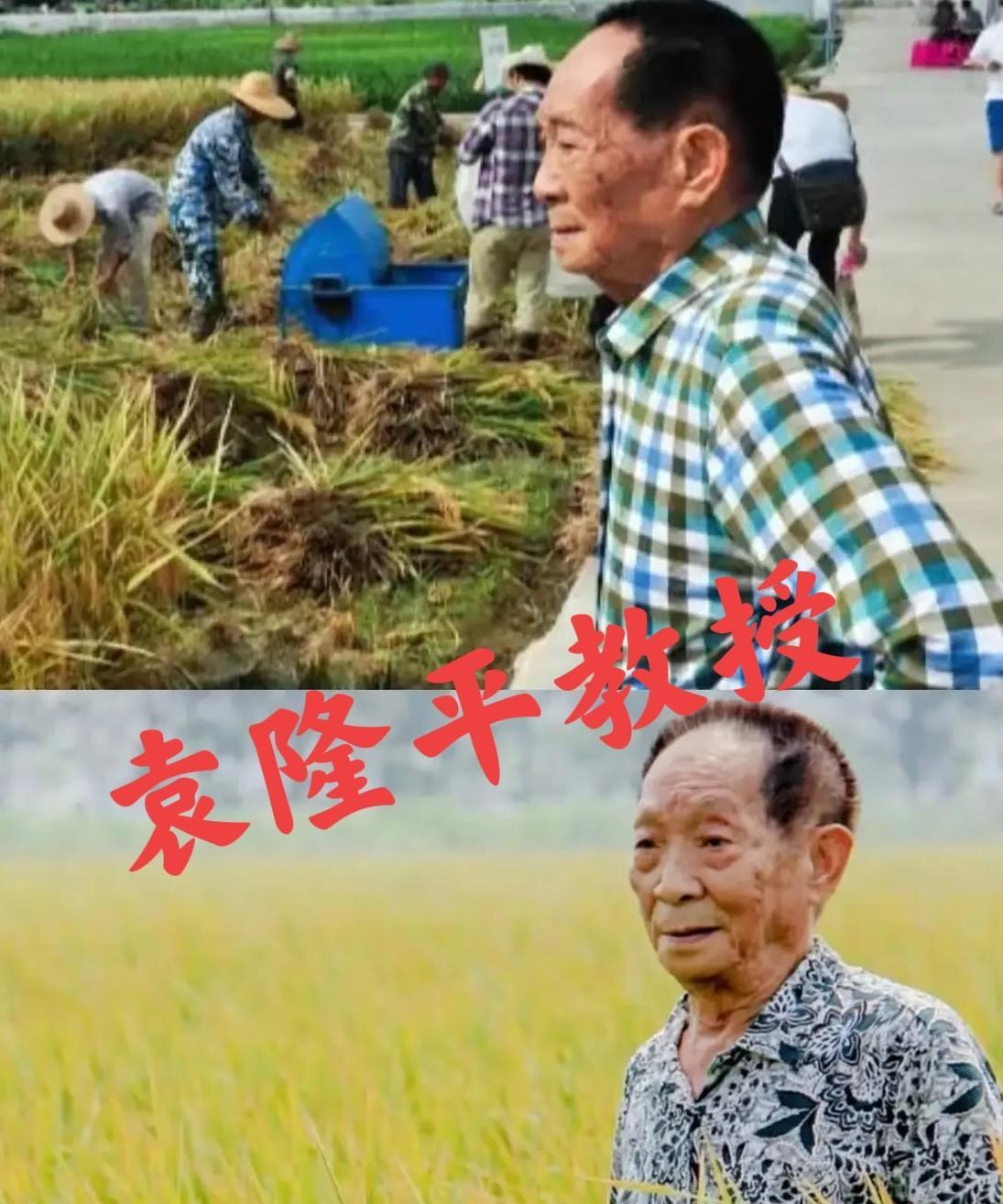 “应该立即死刑!”央视新闻4月14日曝光：间谍朱某为外国势力。获取了袁隆平教