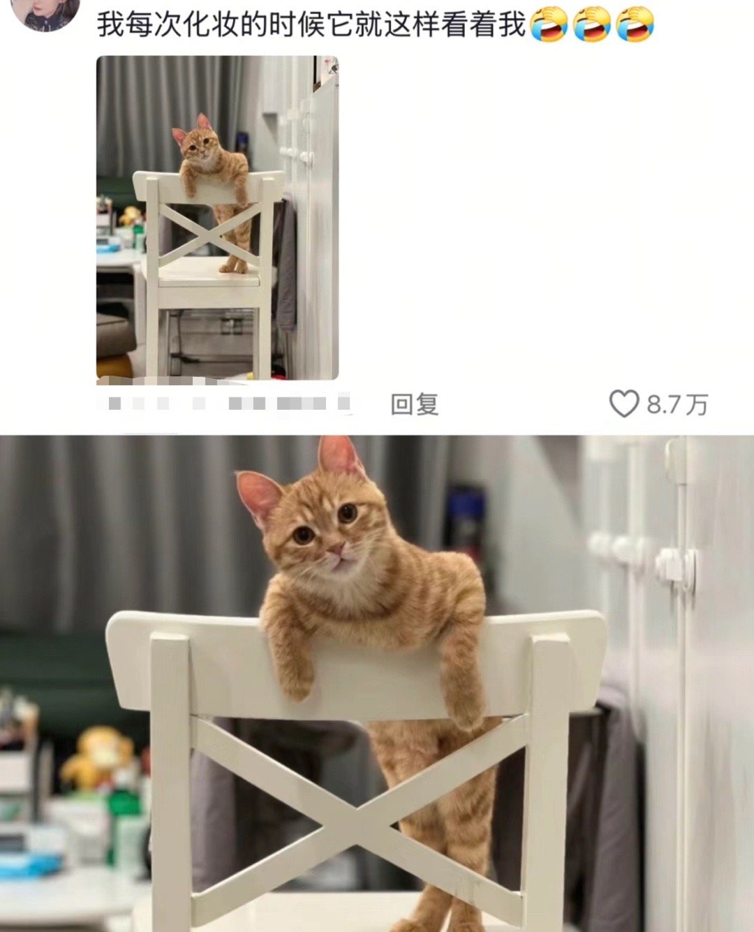 听说这是小猫喜欢你的眼神​​​