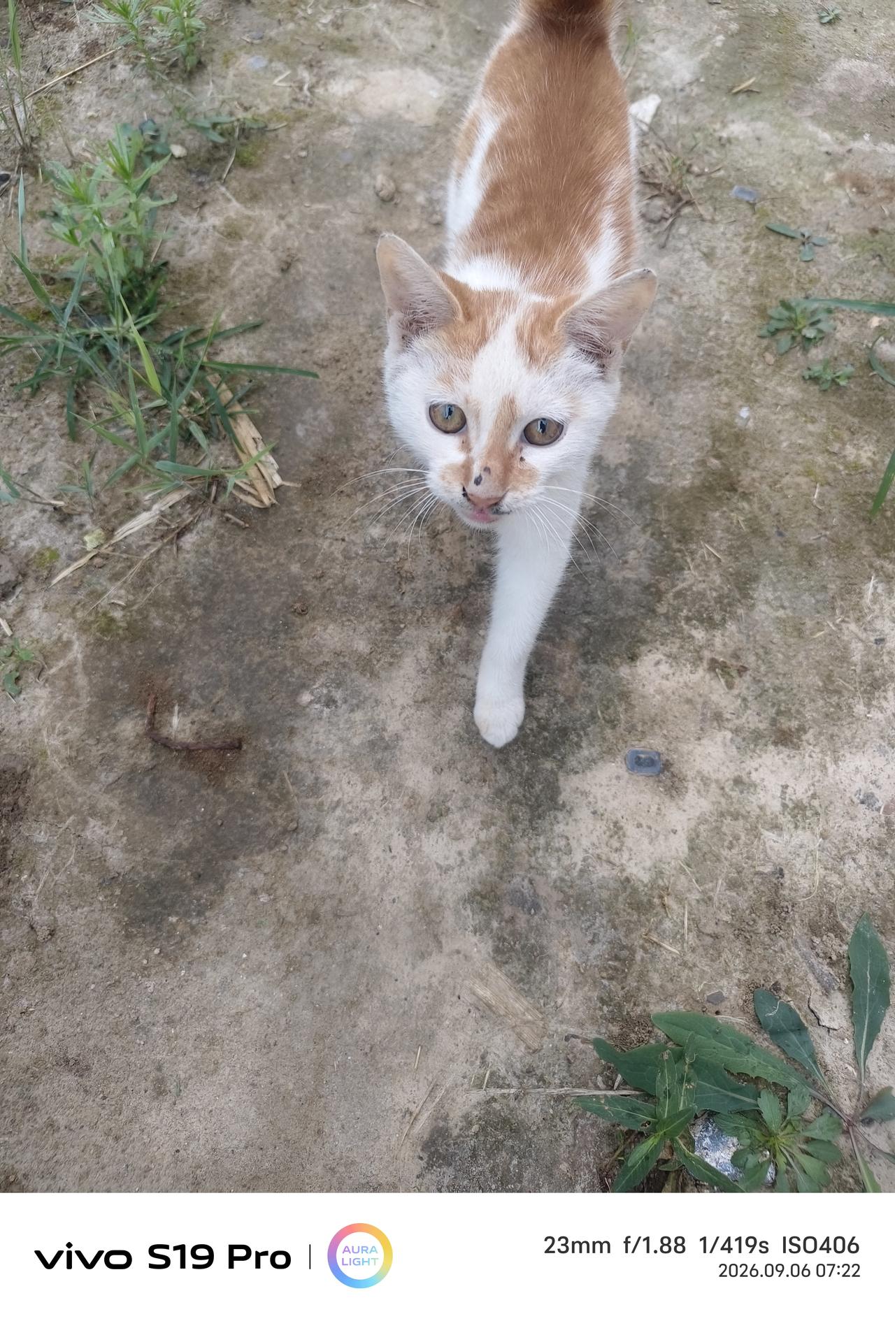 本来这是一只流浪猫，丫头看它可怜，暑假这段时间一直喂它火腿，居然它不走了，如今我
