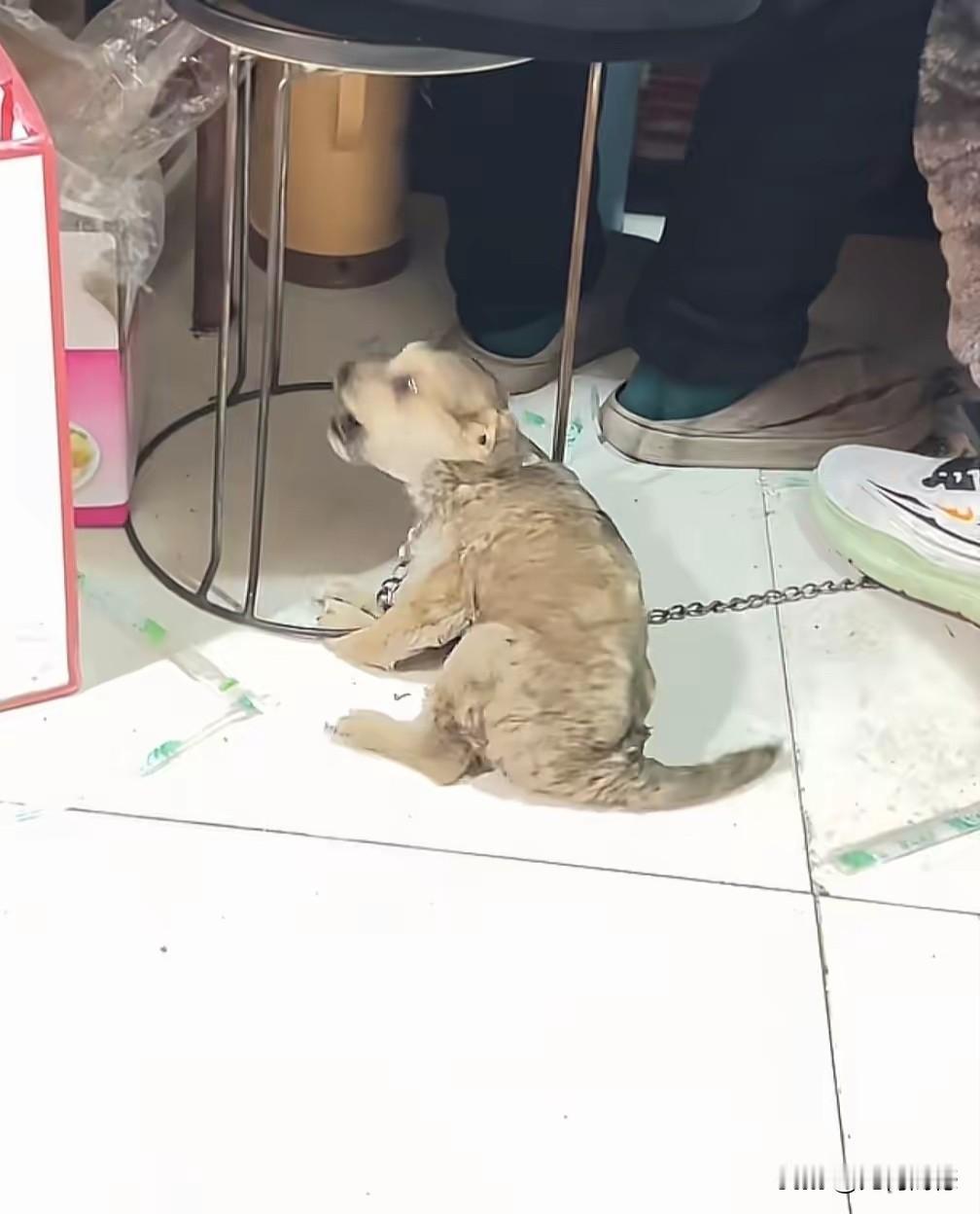 狗主人到餐馆吃饭，故意把狗腿压在凳子底下，狗疼的嗷嗷直叫，他也假装听不见，别人提