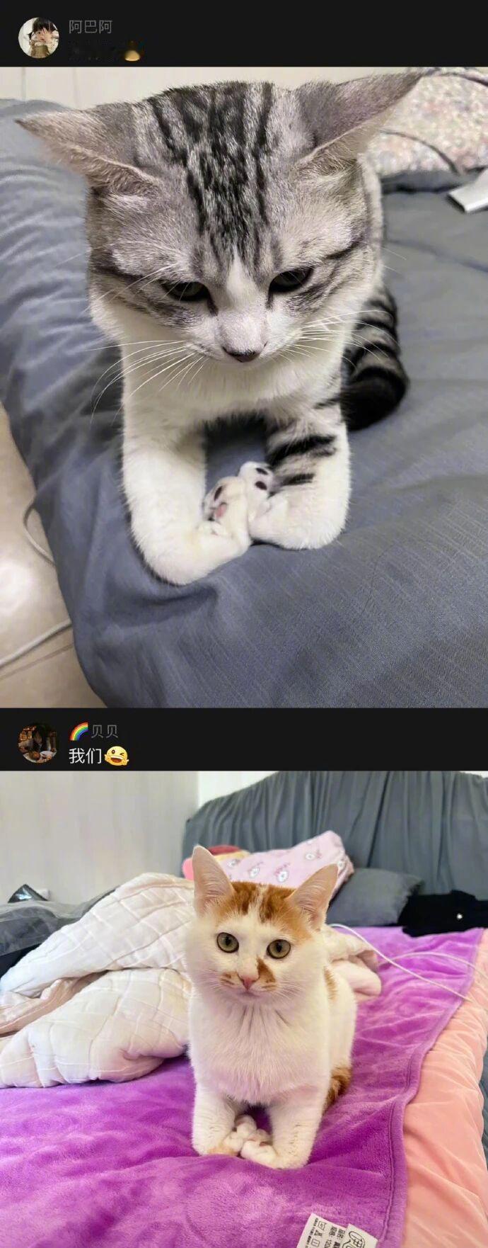 原来还有小猫咪不会揣手手，建议都送到我家我来教！