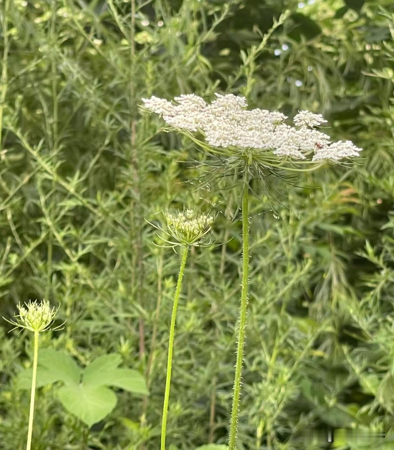凤翔自然之美尽收眼底宝鸡的豆花泡馍宝鸡人除了吃面,还会吃什么早餐?经典早点豆
