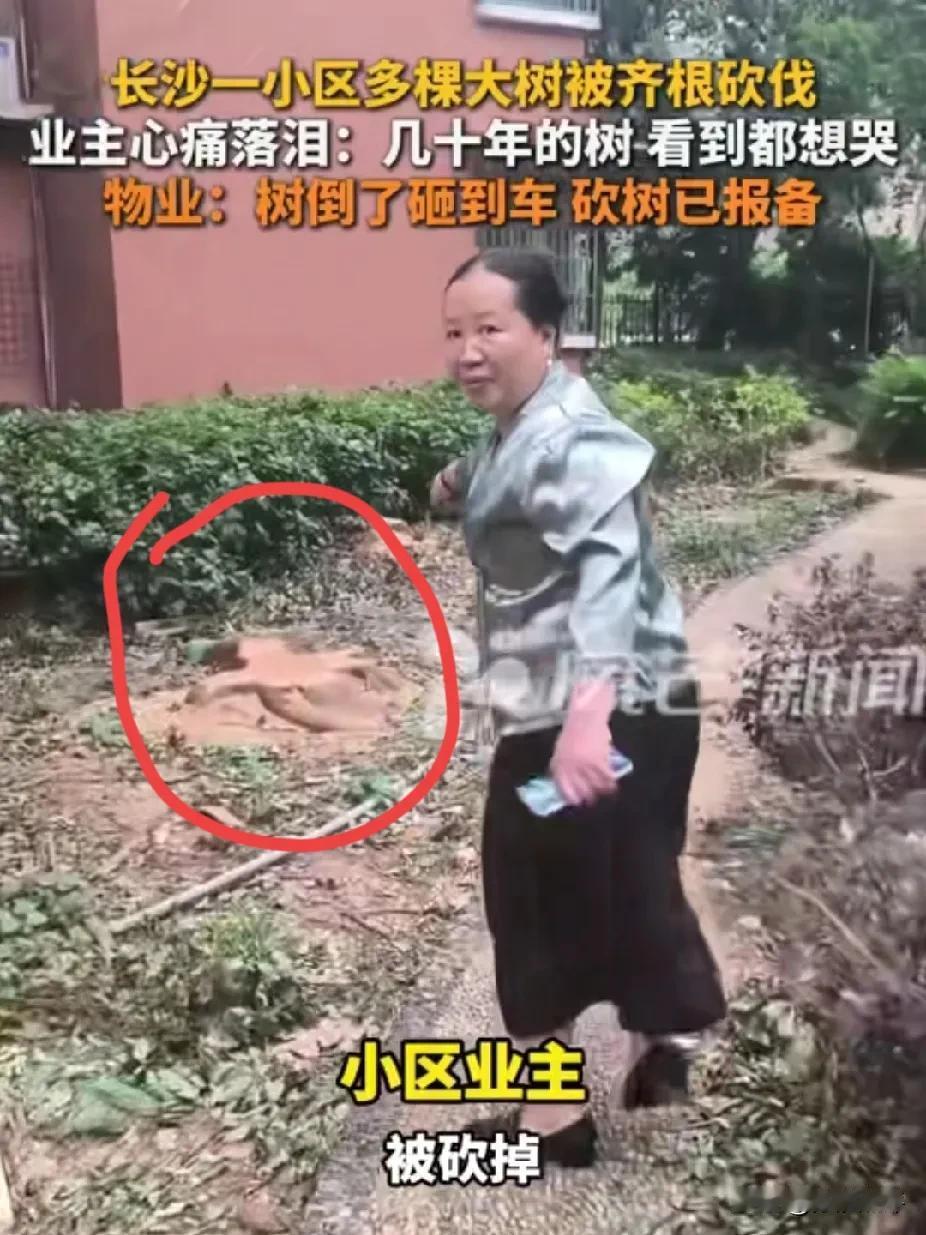 几十年大树被砍，业主怒曝或另有隐情？5月4日，湖南长沙，一小区多棵大树被齐根砍伐