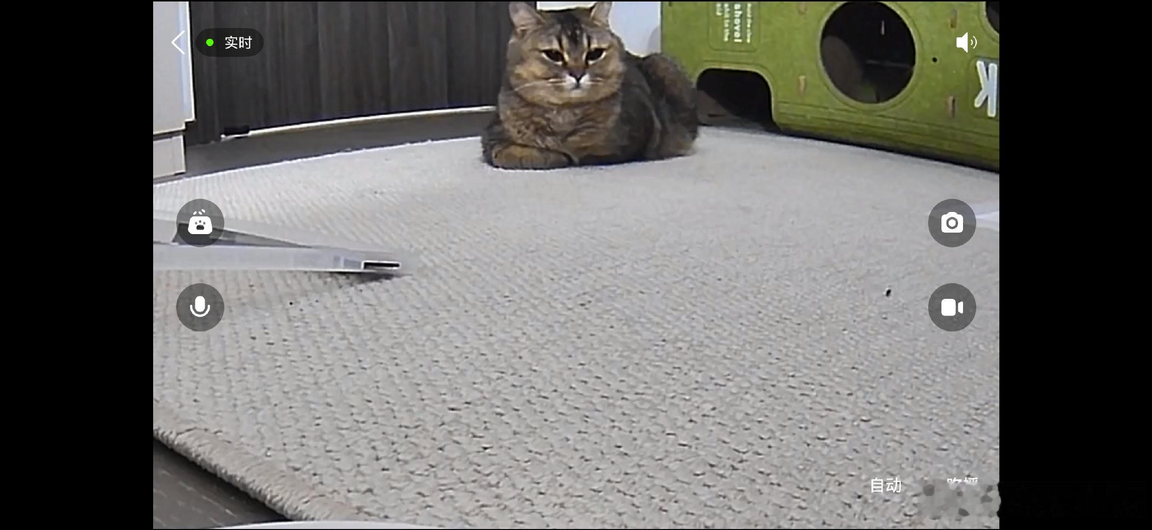 小猫从ICU出来状态还是不好，把小猫接回家，搞了一个单间病房，十几天了几乎不吃东