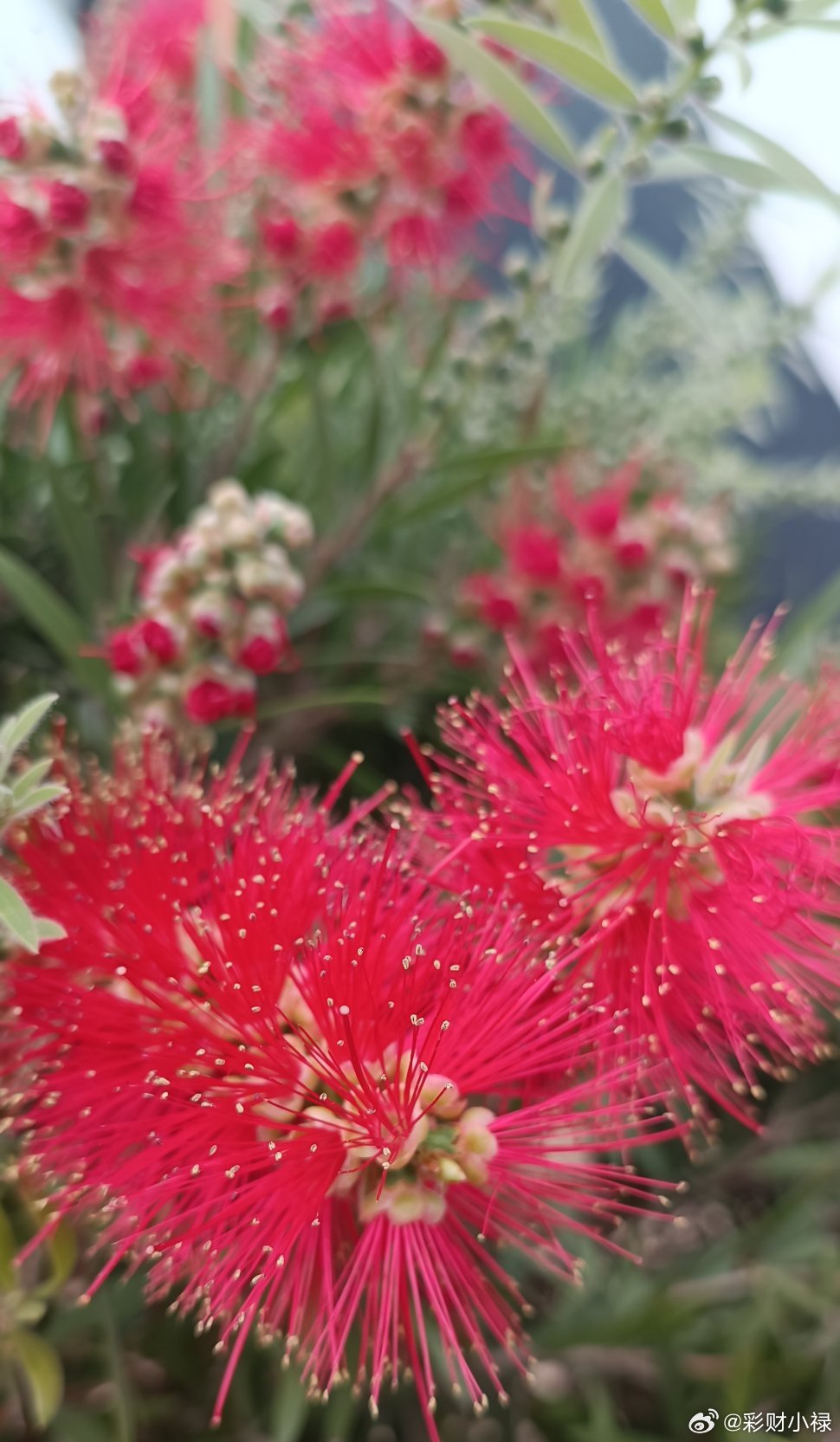 黄花风铃木要过季了，已经结了褐色的荚果。不知名的红色毛毛虫花开得正好。越来越讨厌