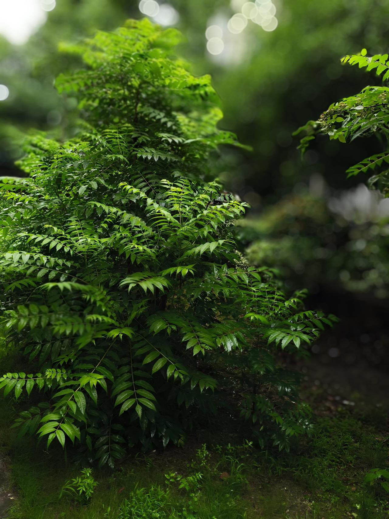 南京这雨下得太猛了！官方说7月20日到22日连续3天全天候雷阵雨，20号周一还是