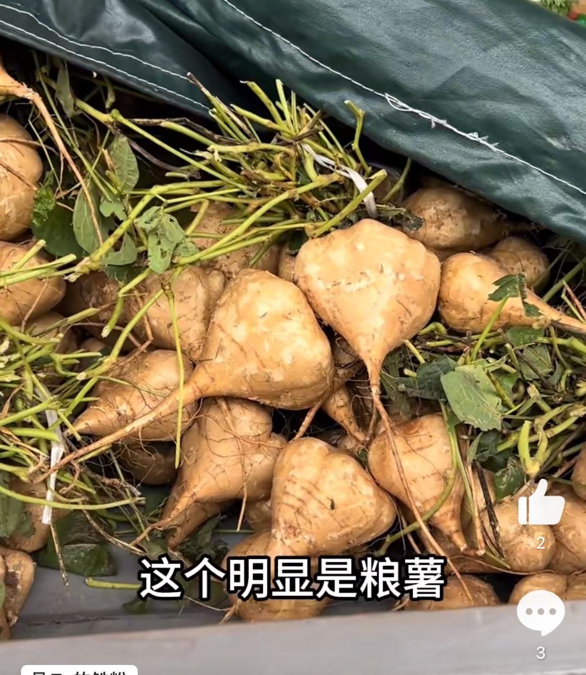 到底是凉薯还是地瓜，高速收费站收费员和司机就能不能过绿通产生了争论。高速收费员说