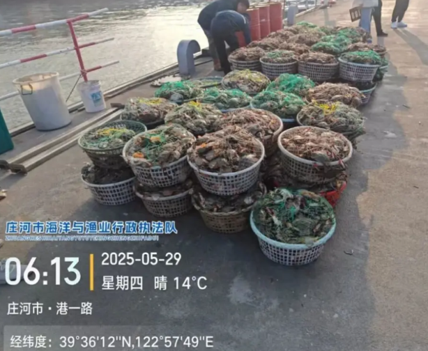 辽宁大连，庄河港附近查到一船走私的飞蟹、赤甲红蟹子，超过7000斤，评估价值近1