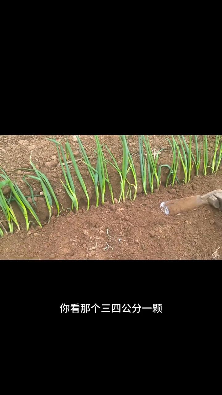 种上山东大葱了。昨天赶大集买的小葱栽子种上了，这有二三斤，种了有4米，也不指望
