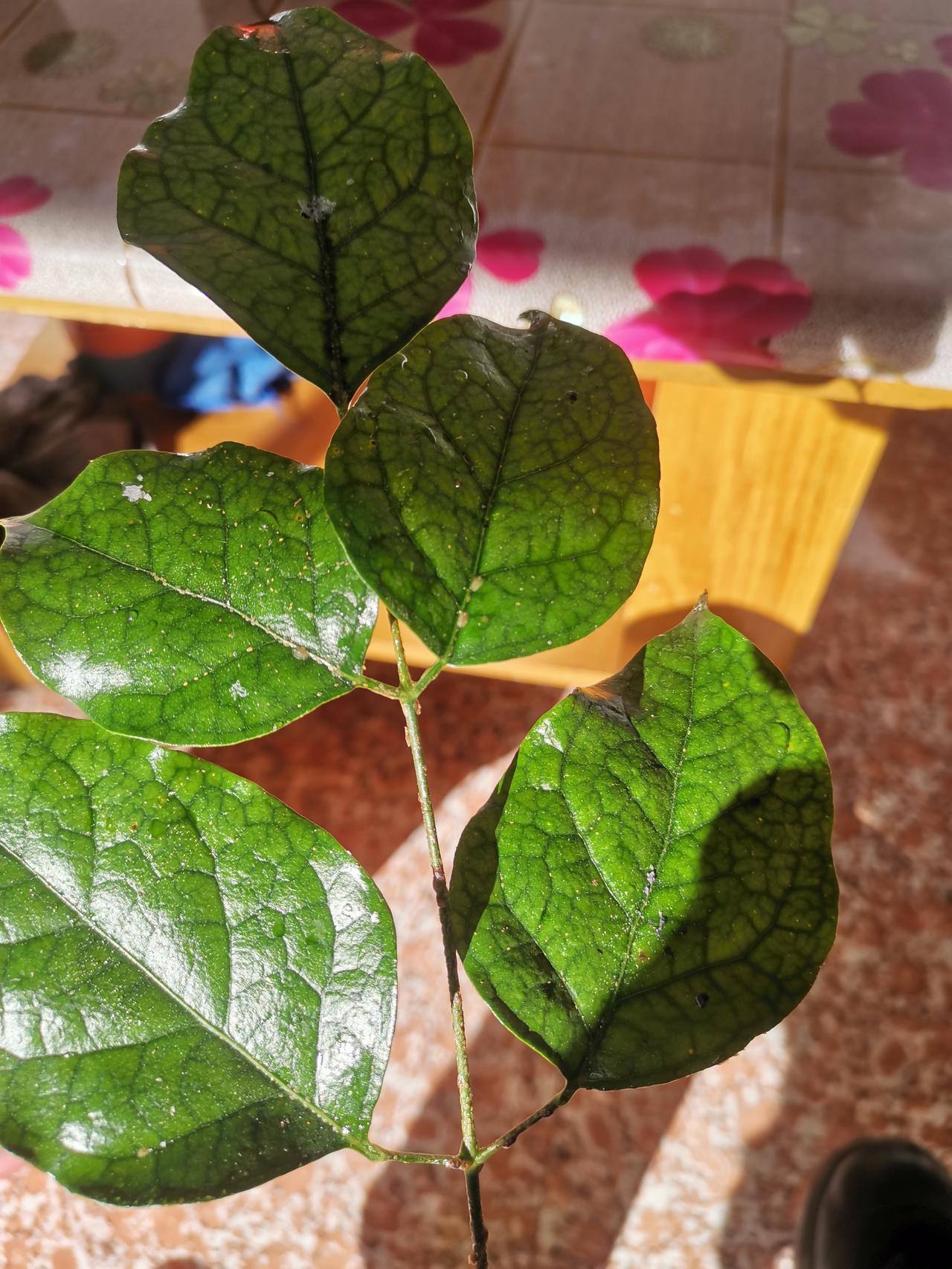 这是什么虫？咋治？植物