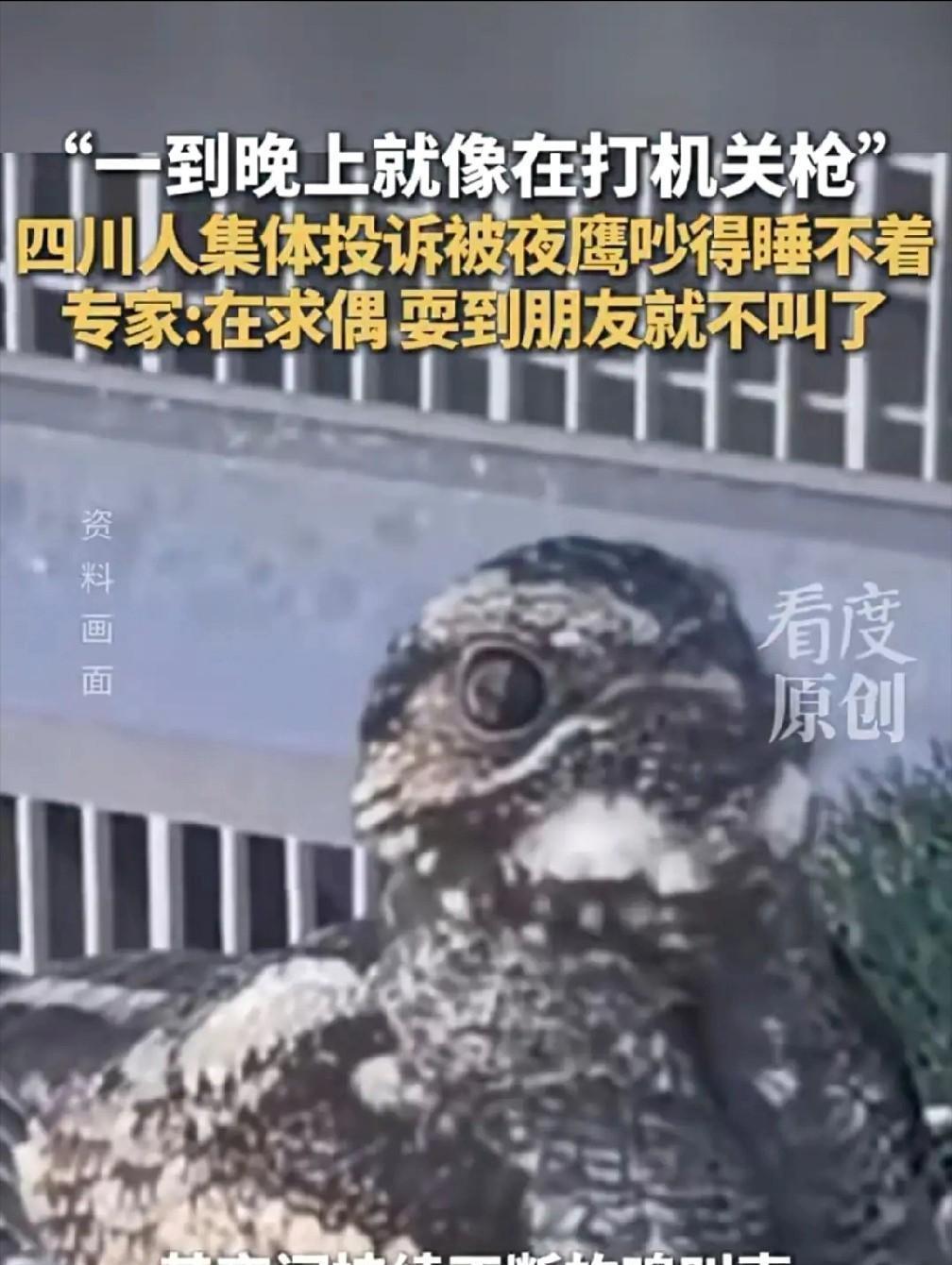 这届年轻人被折磨疯了。不是被老板，不是被甲方，是一只鸟。谁也没想到，这个春天能让