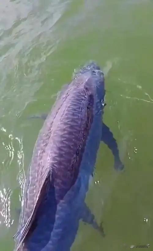 从前有个渔夫在湖中捕鱼。一日，他撑船至湖心，忽见水波晃动，一条大鱼游近船边。渔夫