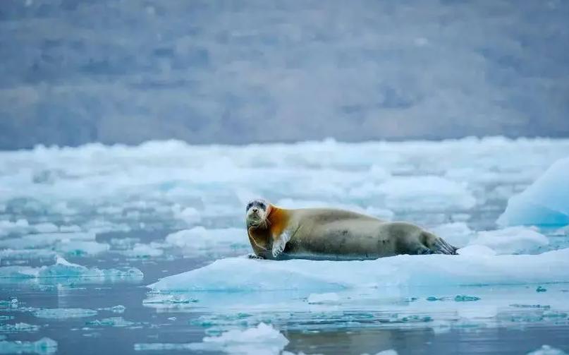 谁能想到！常年被冰雪裹得严严实实的北极，居然成了地球“发烧”最严重的地方？美国国