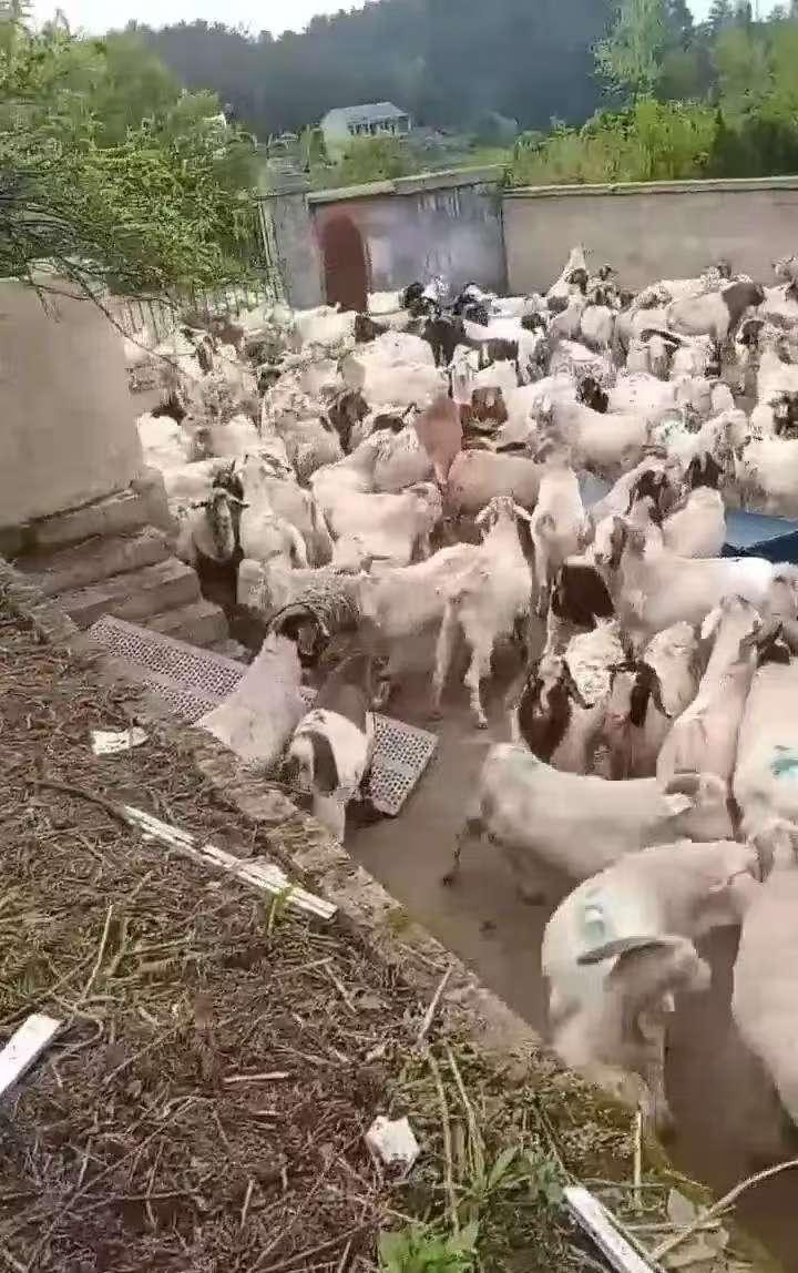 贵州铜仁，男子在熟人建议下，贷款买了543只羊，从河南运到贵州玉屏开始放养。谁知