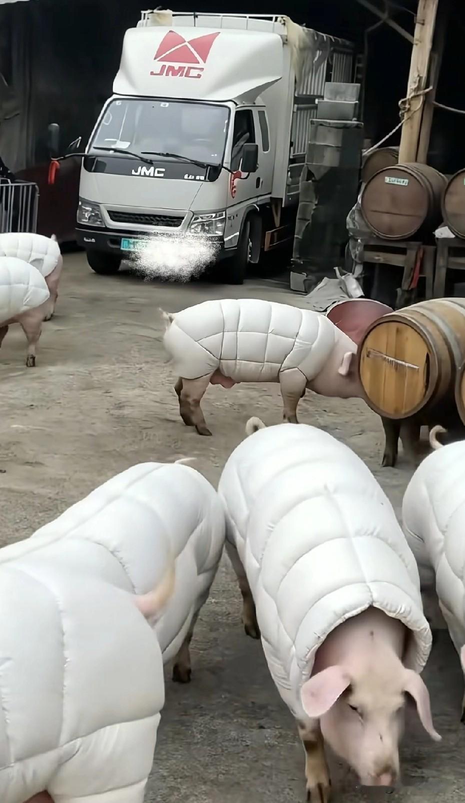 这天气温陡然下降，连猪都穿上棉衣啦！刚刚看到一条视频，因气温骤降，某养猪场为防
