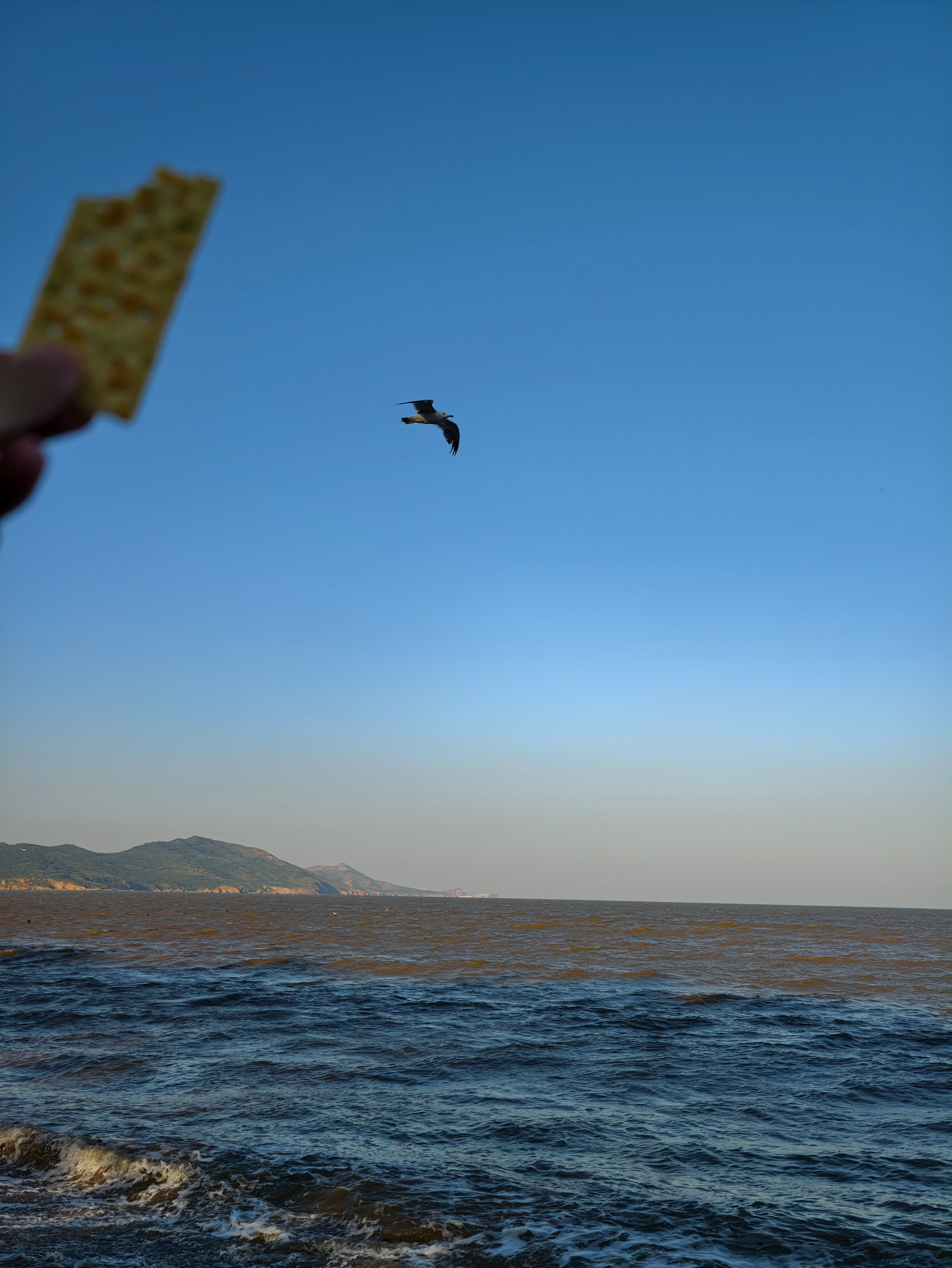 看来本地的海鸥不喜欢葱花味的苏打饼干