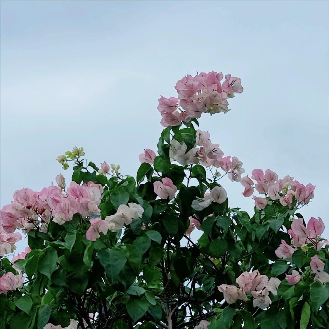 中央生态环保督察第二次通报：北京2区生态修复3个问题 12月15日，中央生态