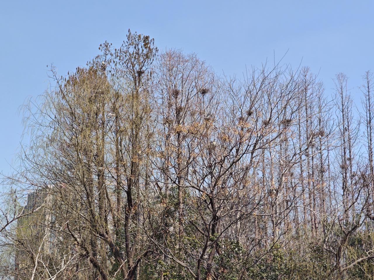 鸟巢这是我于上海大宁公园湖心岛上拍到的风景鸟巢，极为