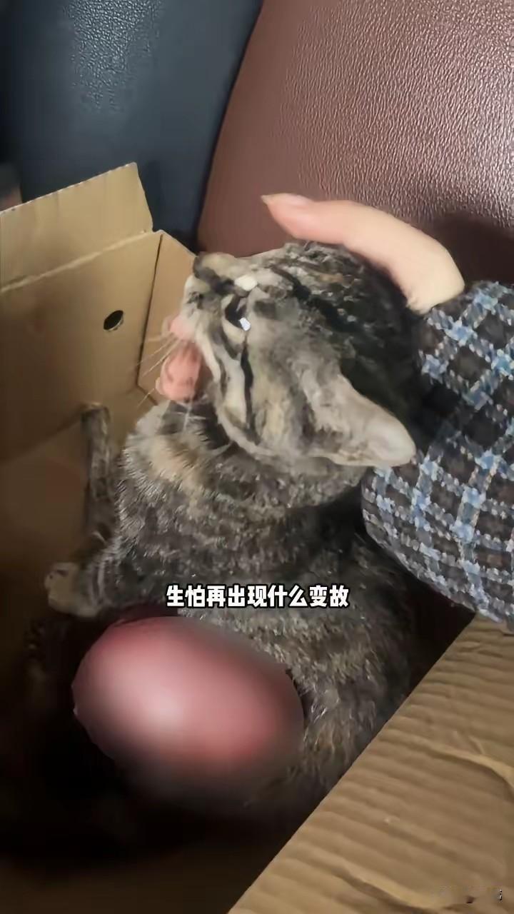 太可怜了！这天一位小姐姐夜班下班的路上看到非常凄惨的一幕，路边有只可怜的流浪小猫