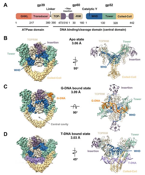 【首次揭示DNA解结全过程！】DNA在细胞复制、转录过程中常会产生缠绕和打结，I