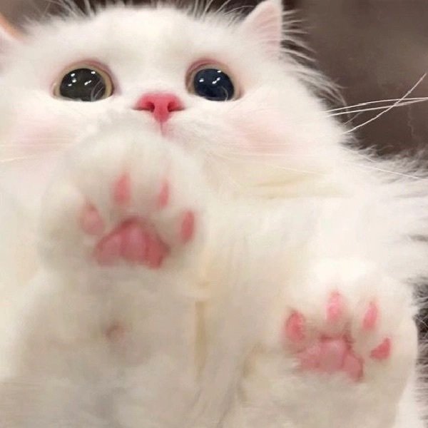 一些可爱猫咪头像🐱​​​#女生头像##头像#​