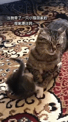 主人新抱回来一只小花猫，家里原来的大猫立马不乐意了，醋意直接拉满。它心里清楚，怕