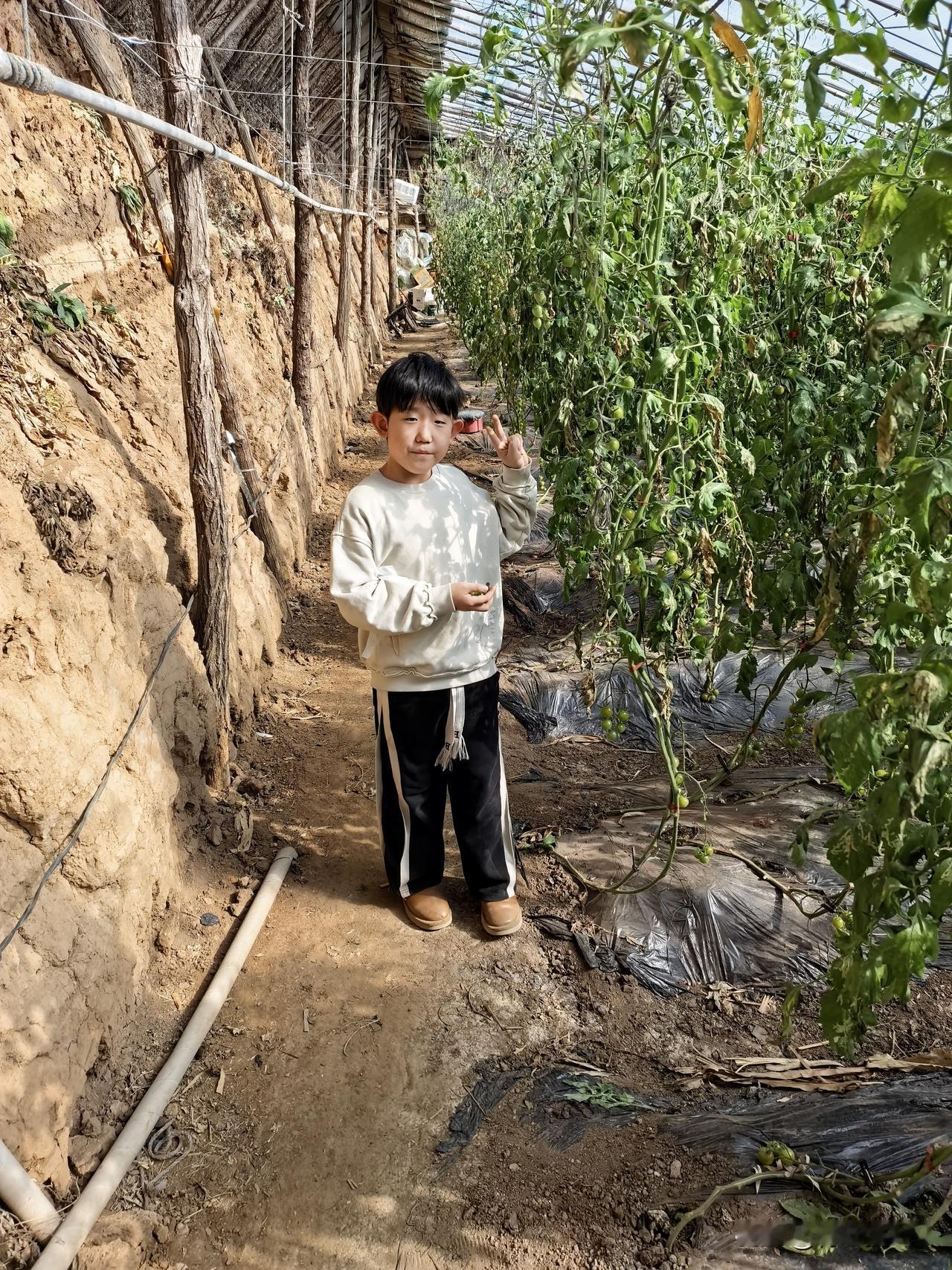 天南地北大拜年今天去采摘园摘小柿子了，今天我们一家五口开车去走亲亲，回家路过一片