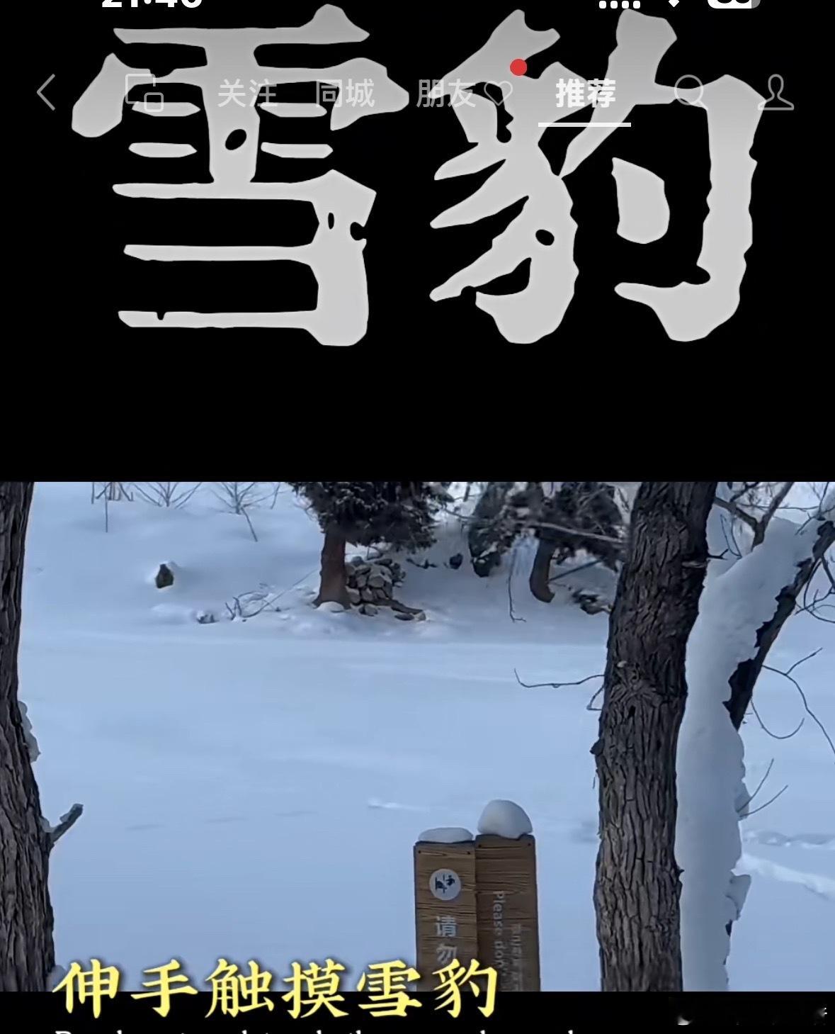可可托海雪豹咬人事件，一名智商严重欠费的女游客在宝石沟一带下车后，因试图靠近或抚
