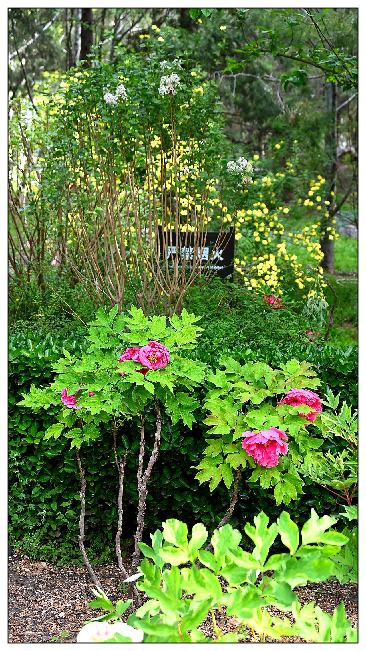 今天早上在陶然亭公园，拍照的牡丹花，请朋友们欣赏了