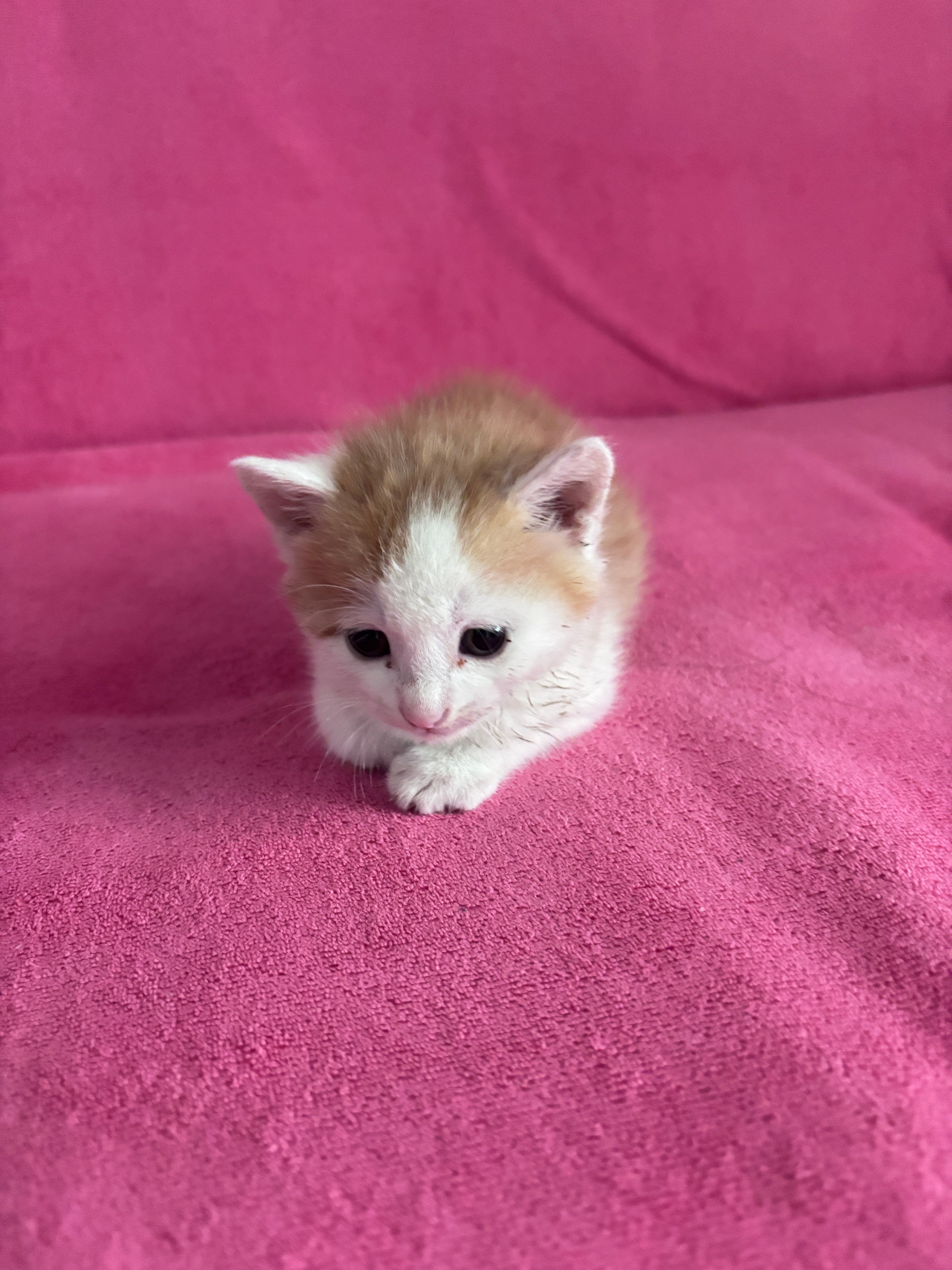 捡到一只流浪猫好像没满月，真的觉得好可爱😍好喜欢，我希望他健康成长遇见了这小