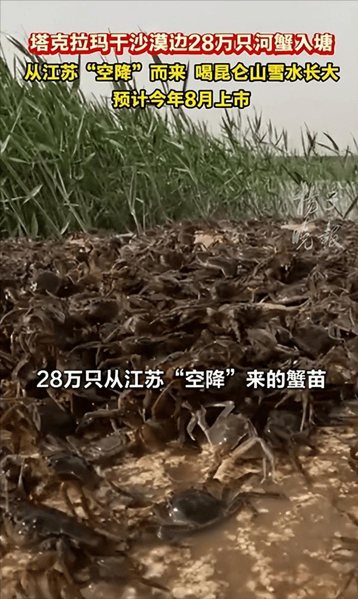 起猛了！在沙漠看见养殖螃蟹了，主席那句“人定胜天”真是一点没说错！不是说人能跟