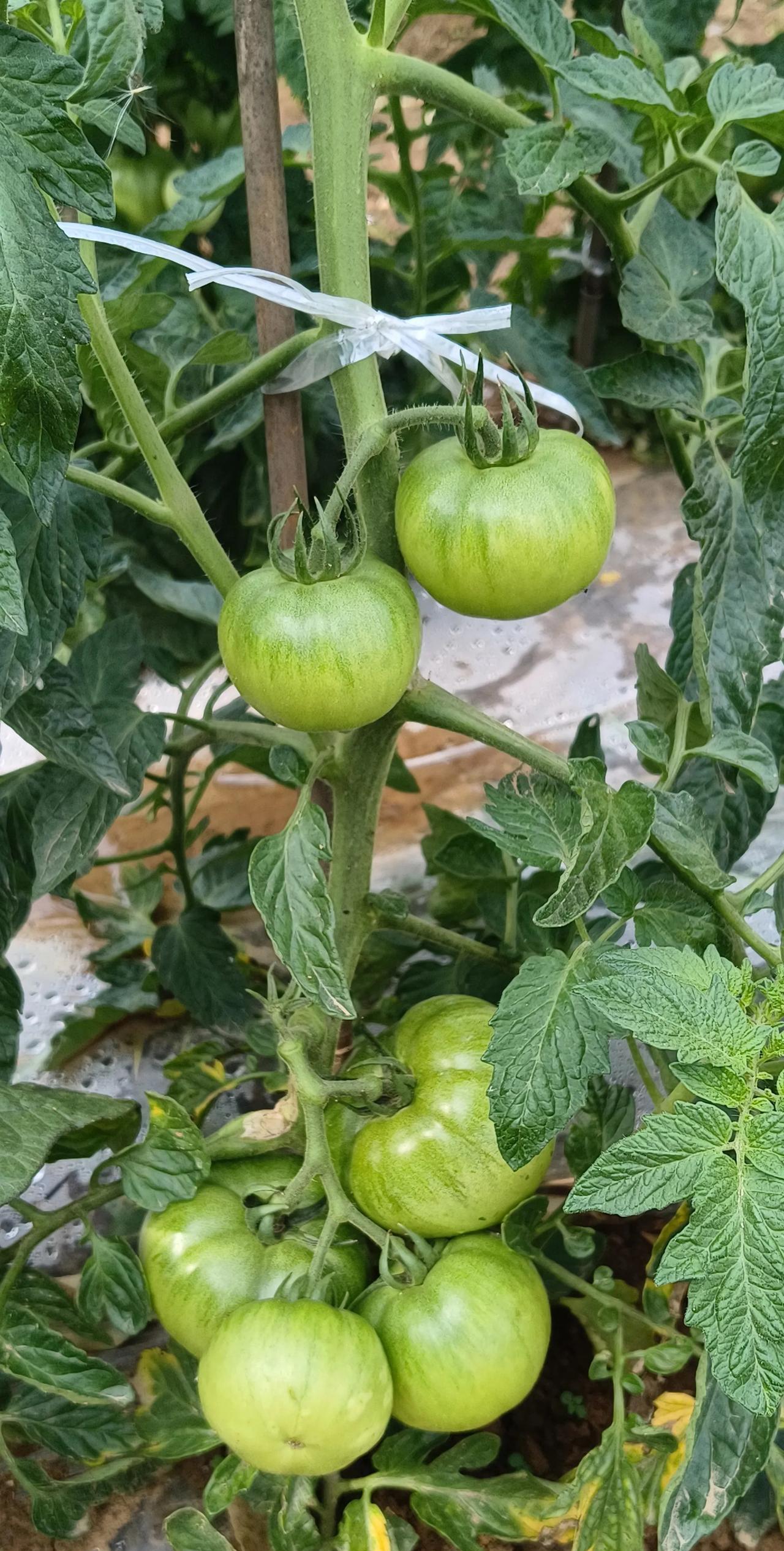 #晒晒菜园里种的菜#