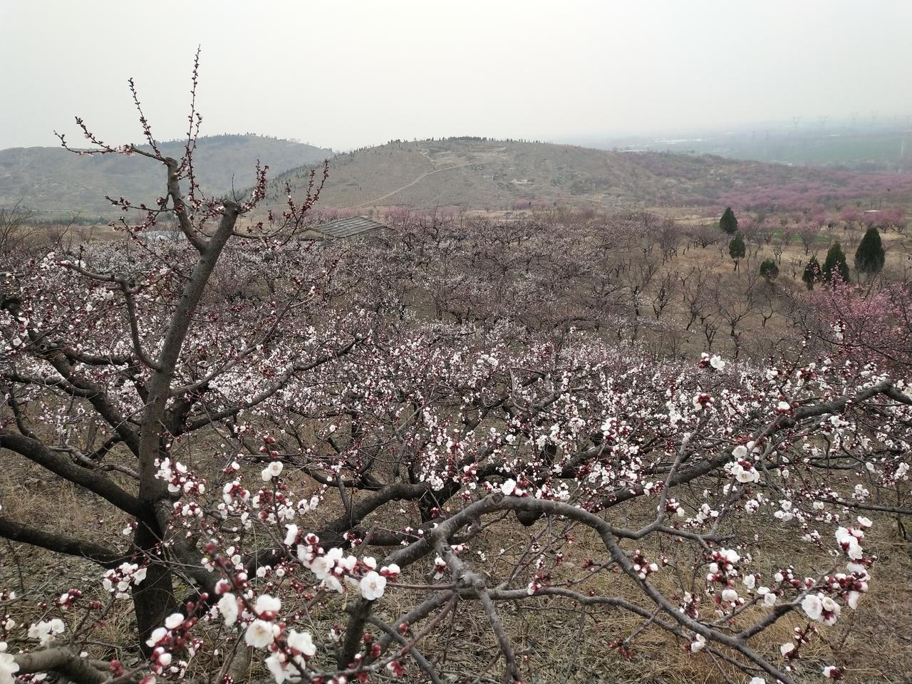昨天去萧县看漫山梅花。在网上查的是王山窝村，早晨导航到王山窝村。三个半小时才