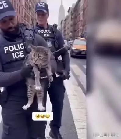 一只中华狸花猫漂洋过海被人带到了英国。从它来到的那一刻，方圆几里的猫猫狗狗的噩梦
