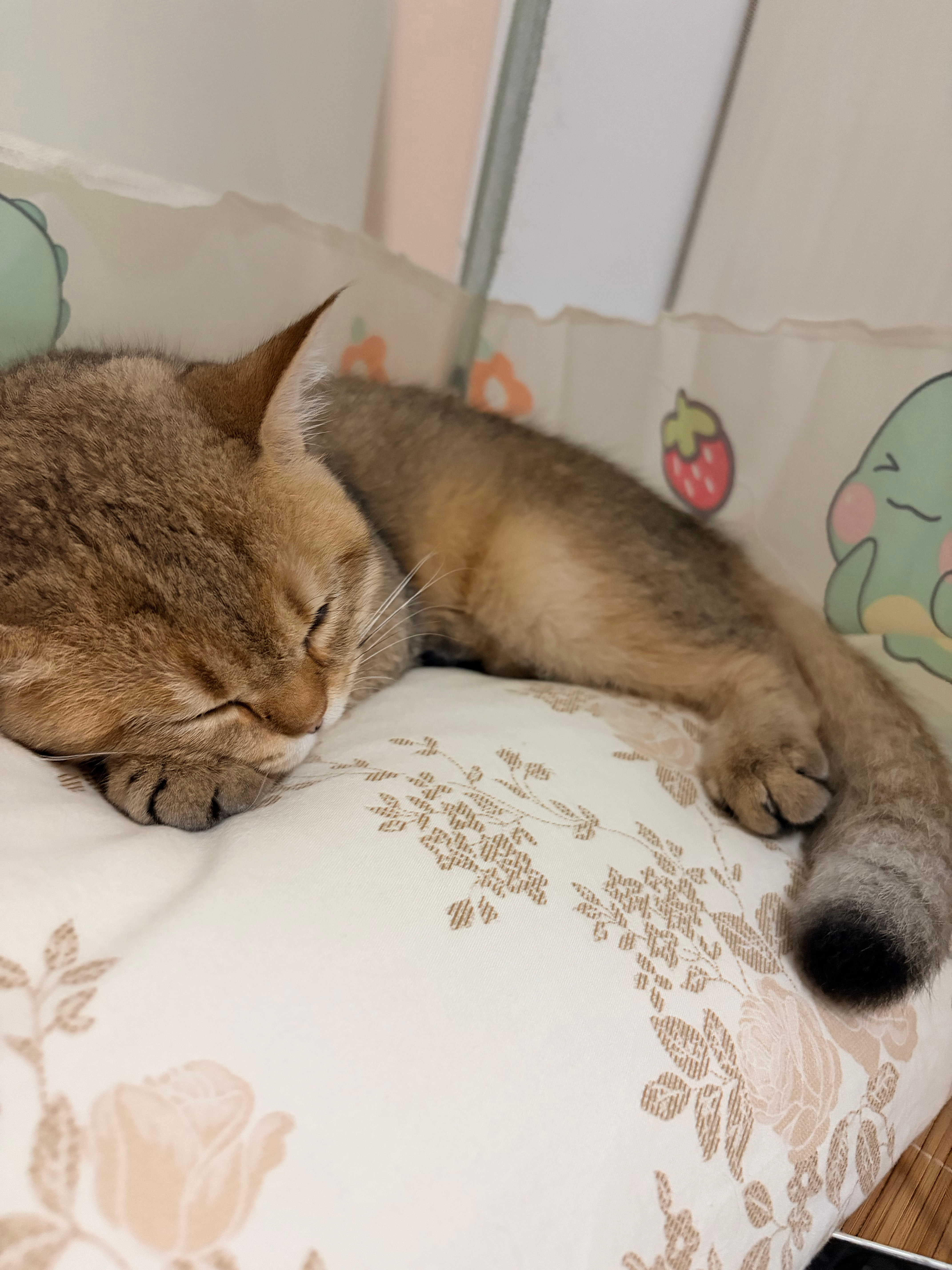 正刷着抖音发现它睡觉姿势学我，一只爪爪撑在脑袋下面可爱小🐱