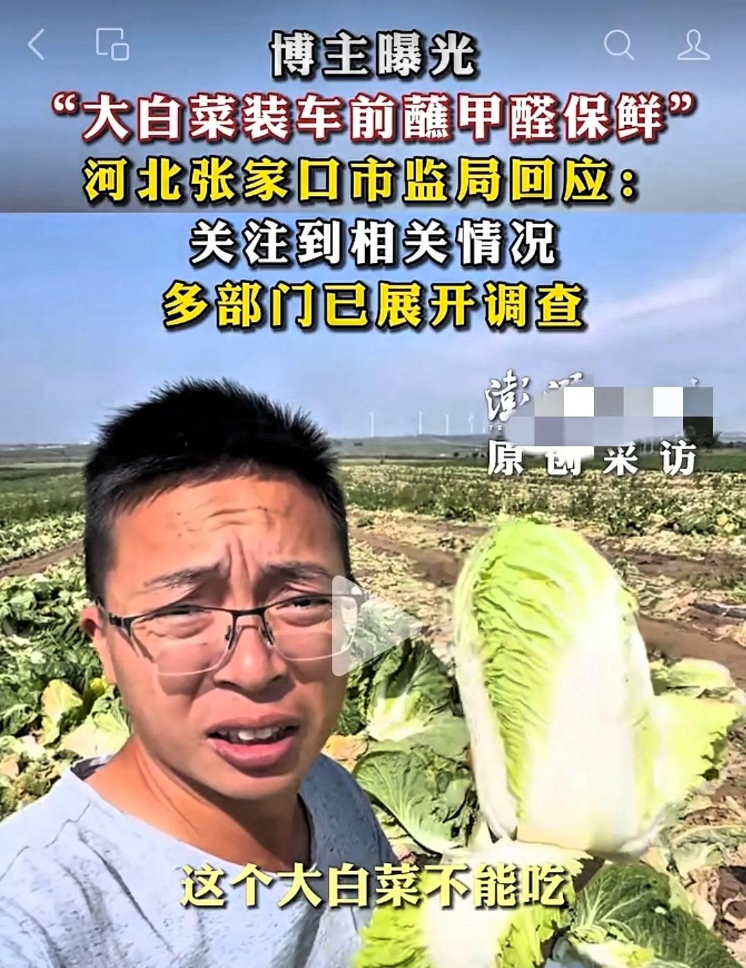 河北张家口康保县今年的大白菜丰收了，可惜大家都不敢吃了，有无良的白菜收购商，当着