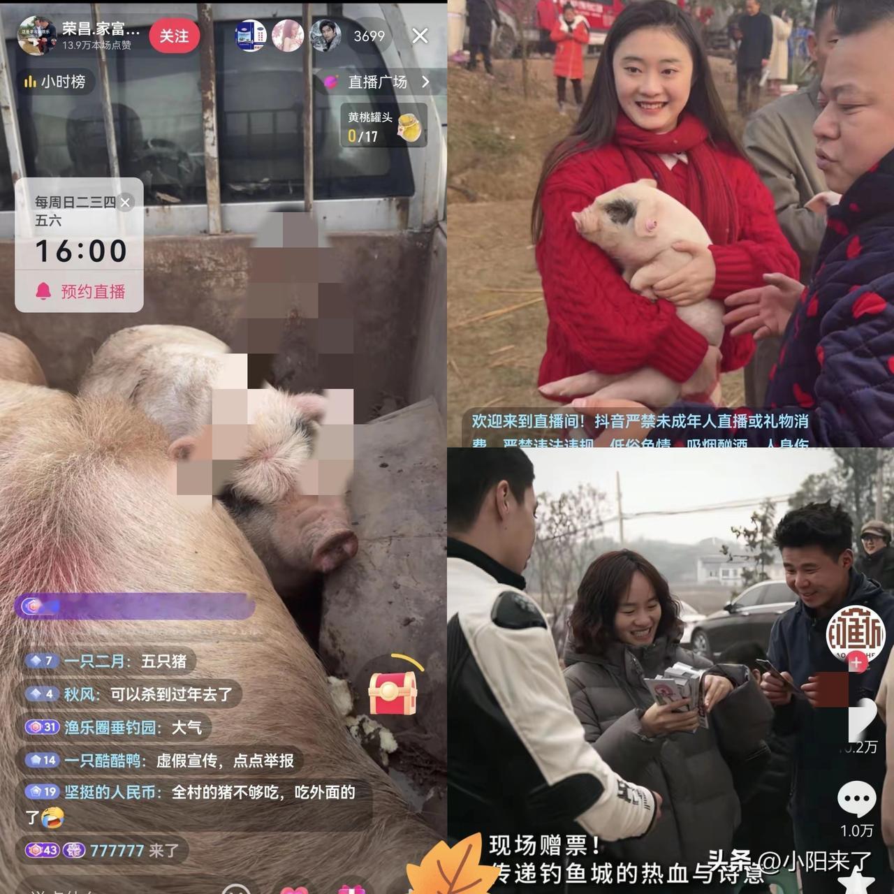 呆呆这下更呆了！原本昨天晚上已经发视频称，猪已经杀完了，今天就把剩下的肉吃完就不