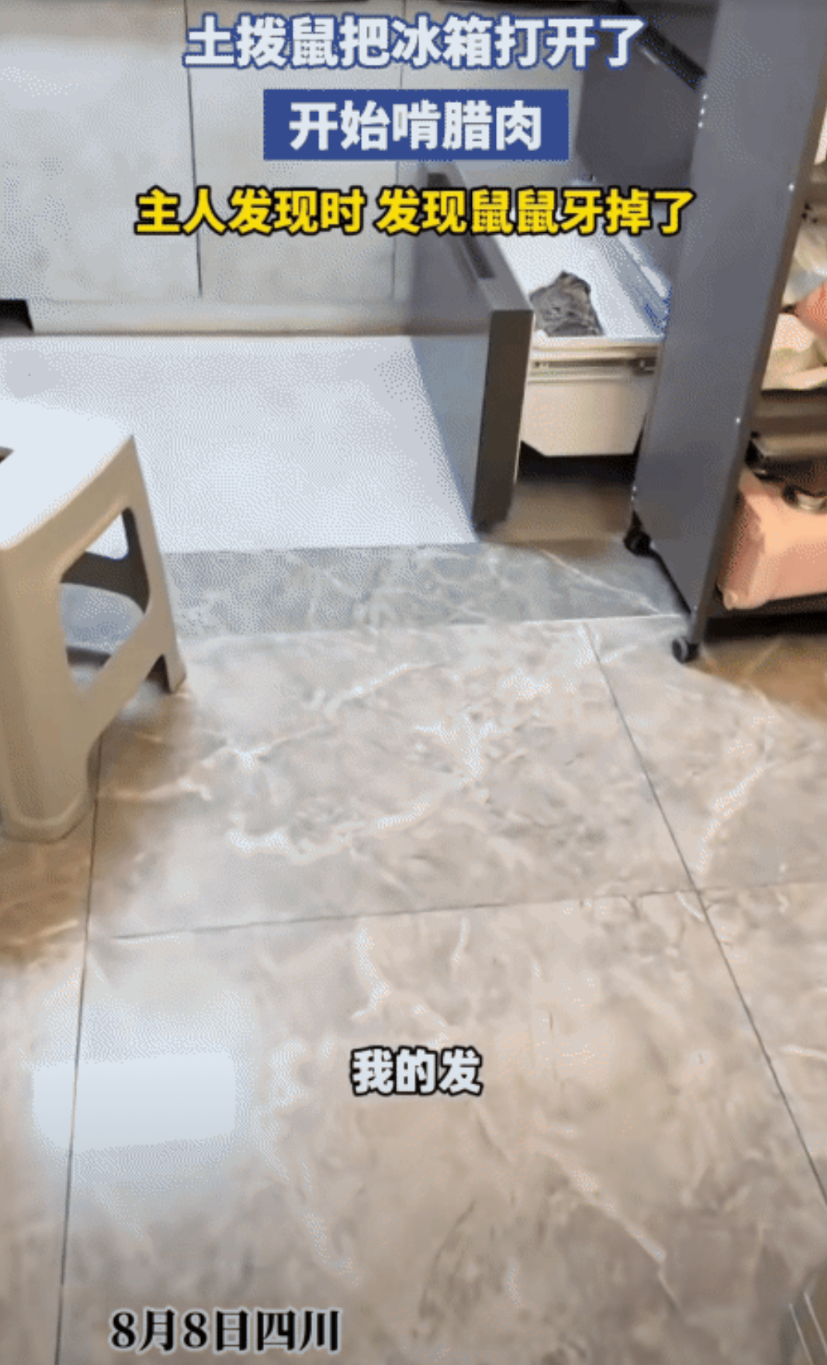 “笑不活了！”四川，男子养的土拨鼠突然不见。不料，他在冰箱里找到土拨鼠时，土拨鼠