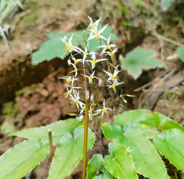 植物界的“伟哥”,农村称“媚药之王”,男人女人可以了解一下它