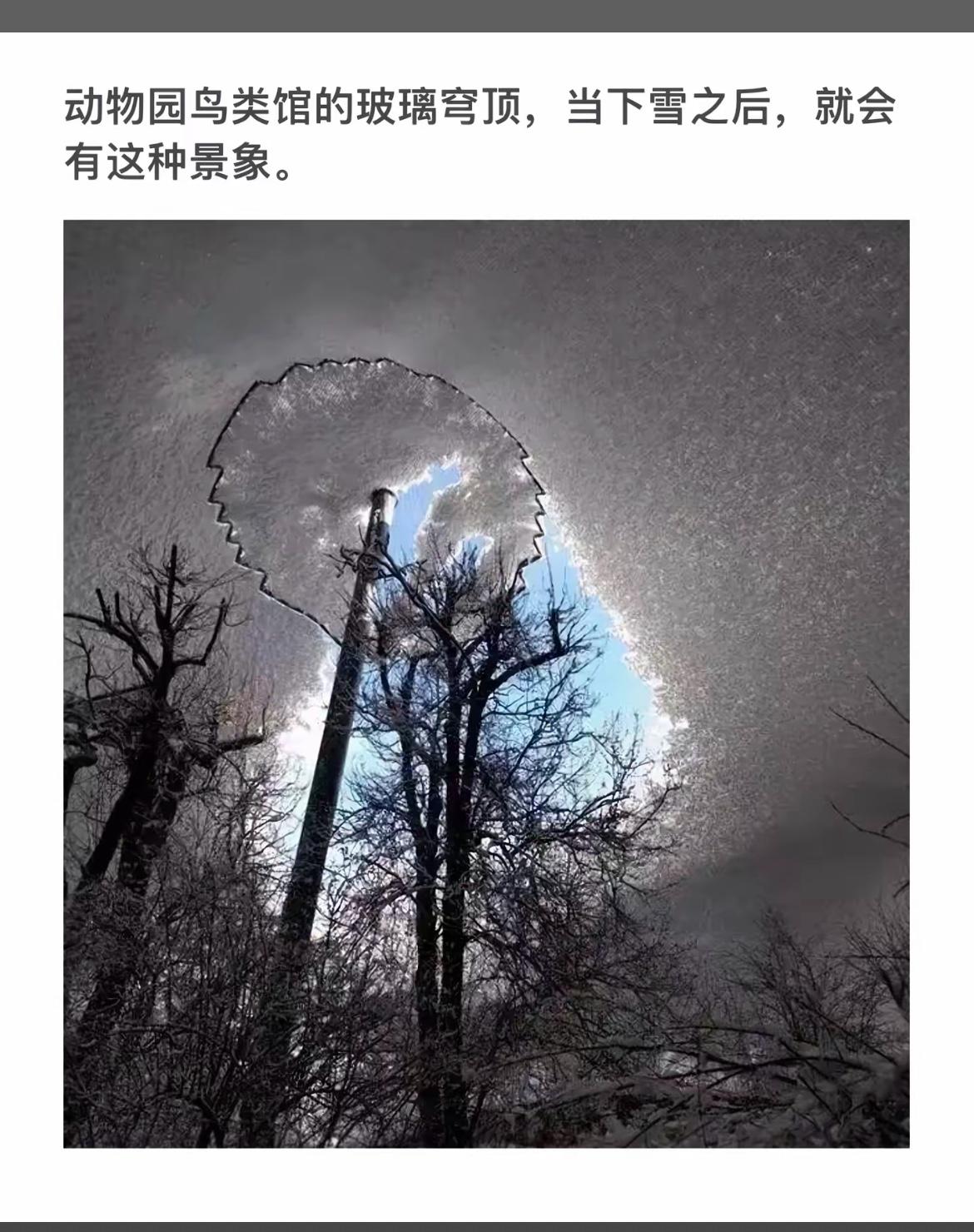 雪后的动物园鸟馆，玻璃穹顶宛如冰雪仙境