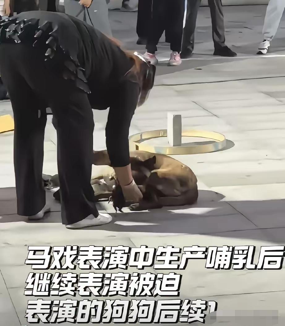 太幸运，马戏团表演马犬母子获救了。5月29日救助人拿到山东济宁微山马戏团具体地