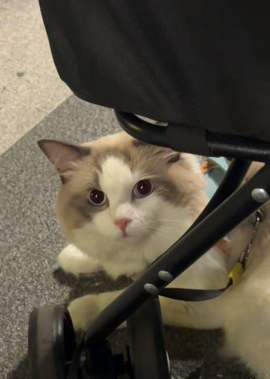 炫猫狂魔[墨镜]​​​